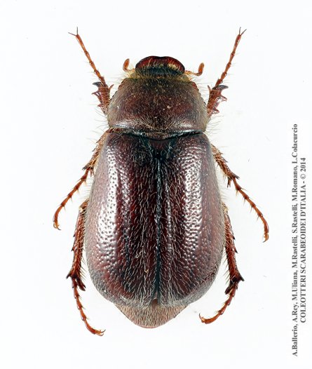 Haplidia massai, femmina